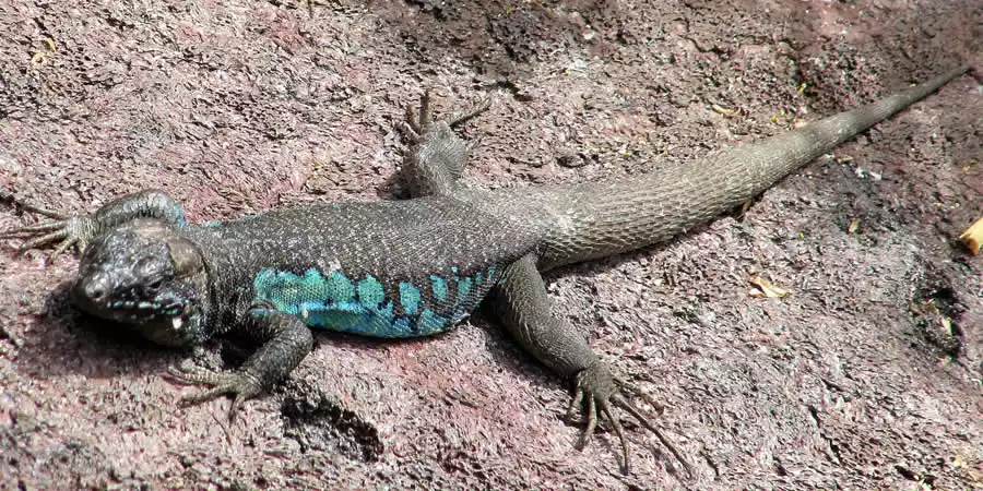 Fauna de Canarias