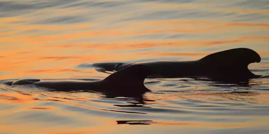 Observacion de delfines y ballenas en Gran Canaria