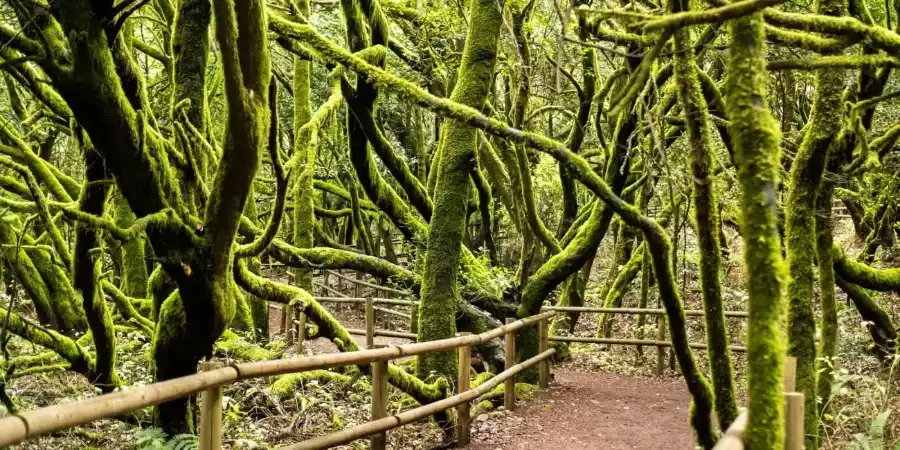 Actividades en la naturaleza en La Gomera