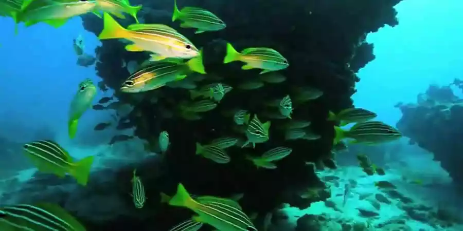 Reserva Marina del Archipiélago Chinijo